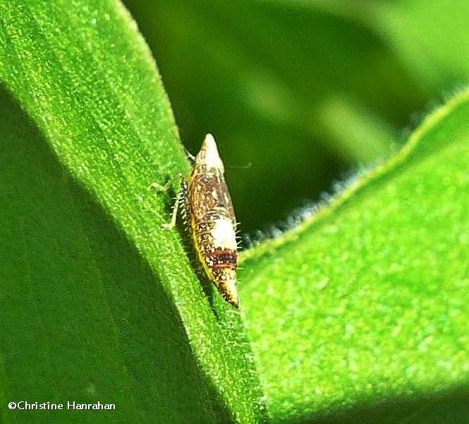 Leafhopper nymph (scaphytopius)
