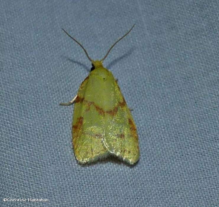 One-lined Sparganothis Moth (Sparganothis unifasciana), #3711