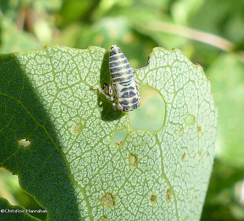 Leafhopper nymph (Idiocerus?)