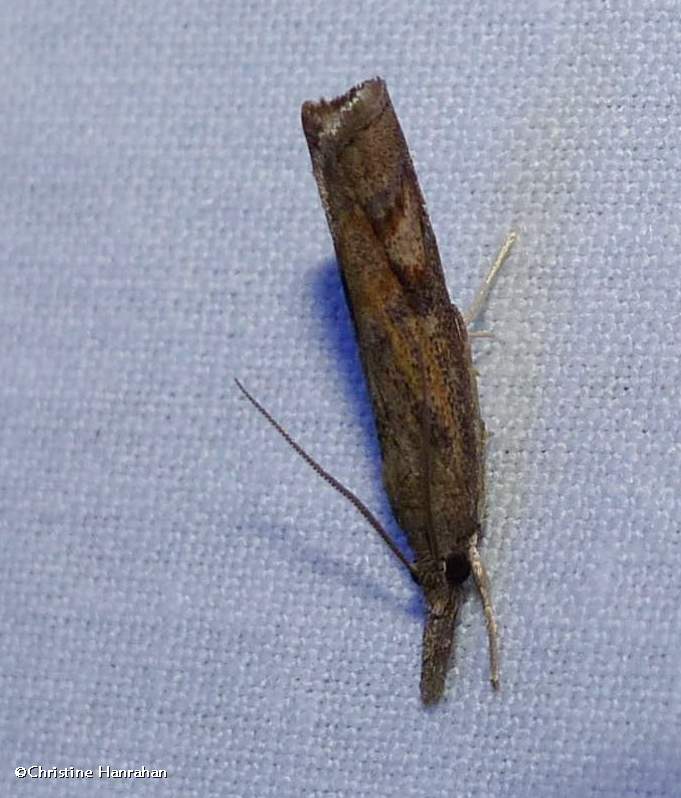 Neodactria zeellus moth (Neodactria zeellus). #5380