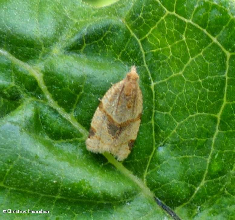 Garden tortrix (Clepsis peritana), #3688