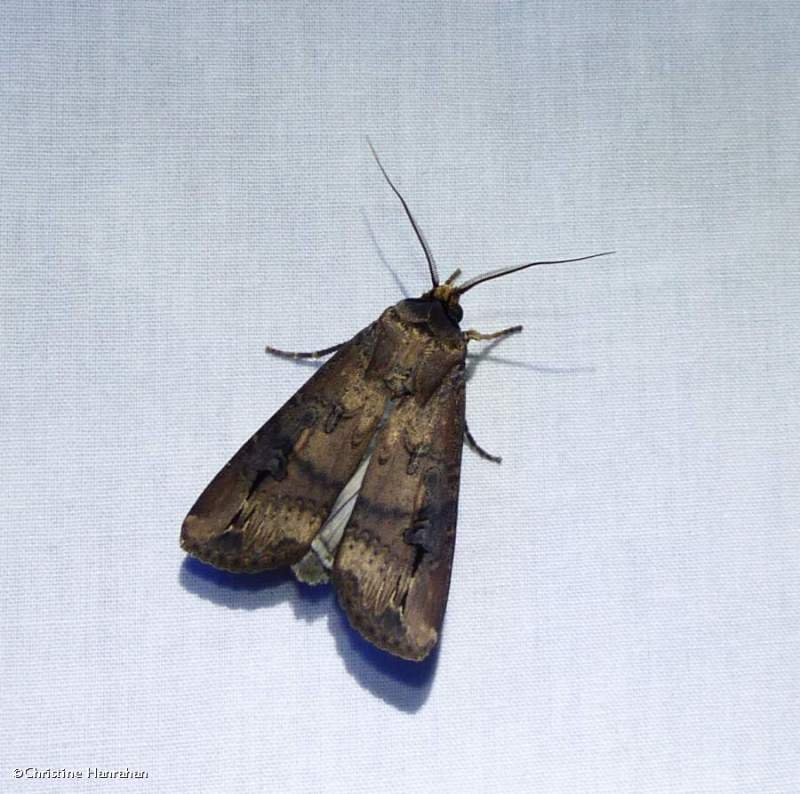 Dark sword-grass moth  (Agrotis ipsilon), #10663