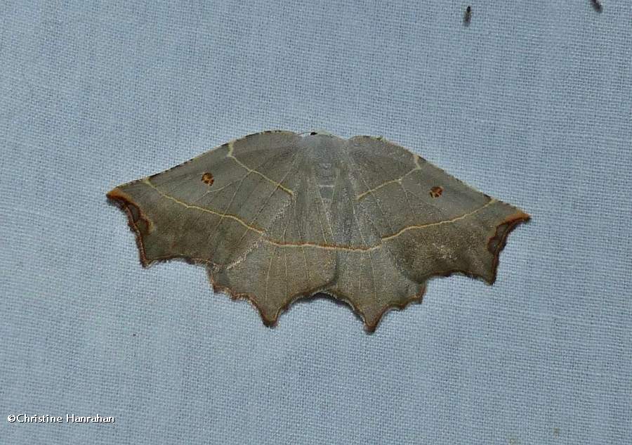 Pale metanema moth (<em>Metanema inatomaria</em>), #6819