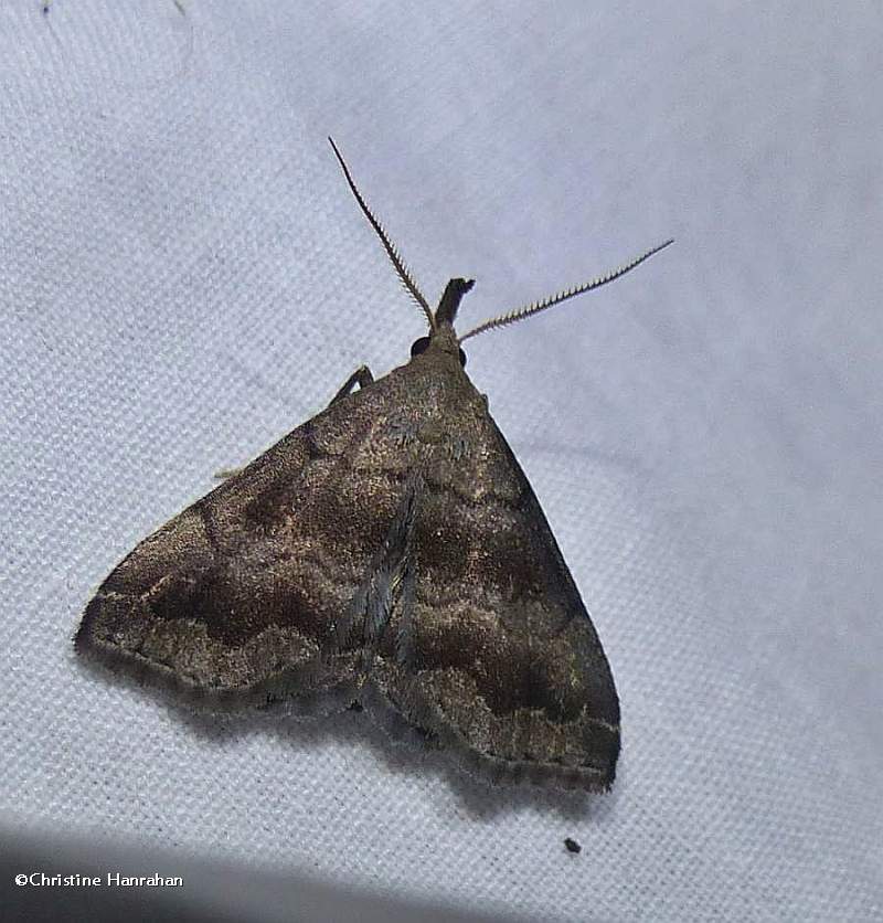 Black-banded owlet moth  (<em>Phalaenostola larentioides</em>), #8364