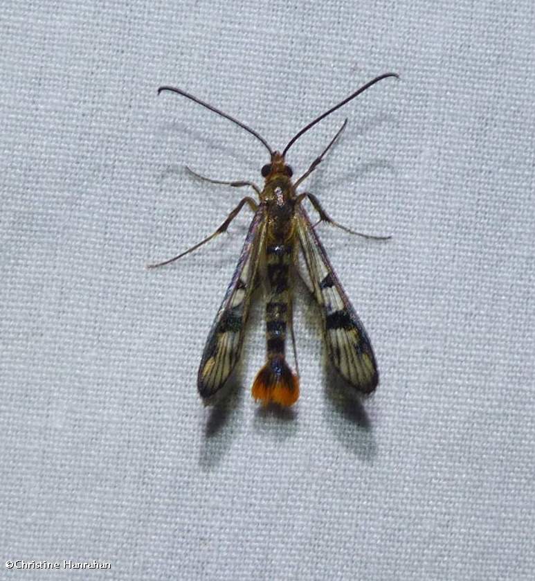 Maple callus borer moth (<em>Synanthedon acerni</em>), #2554