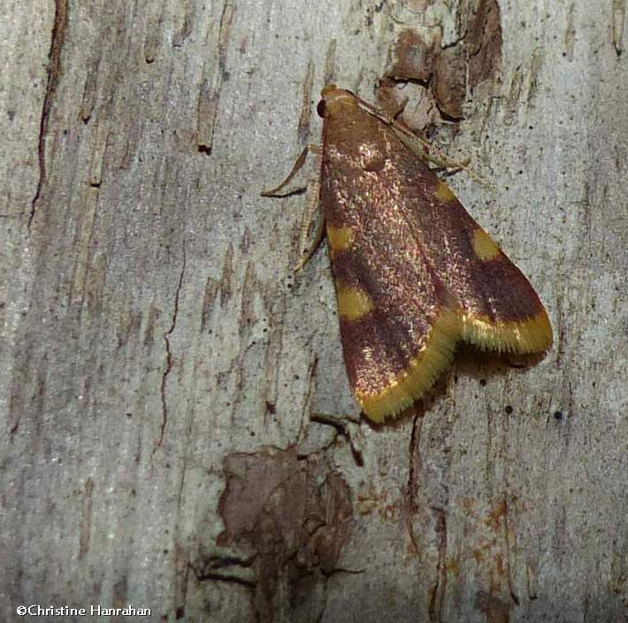 Clover hayworm moth  (Hypsopygia costalis), #5524