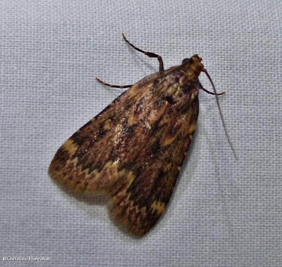 Grease moth (<em>Aglossa cuprina</em>), #5518