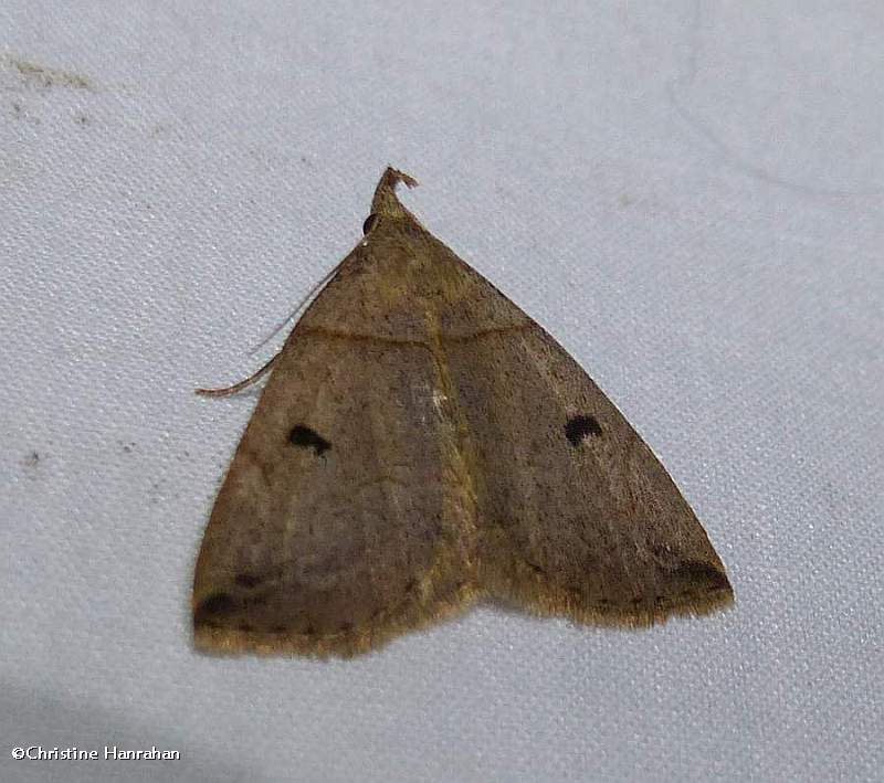 Variable fan-foot moth (Zanclognatha laevigata), #8345
