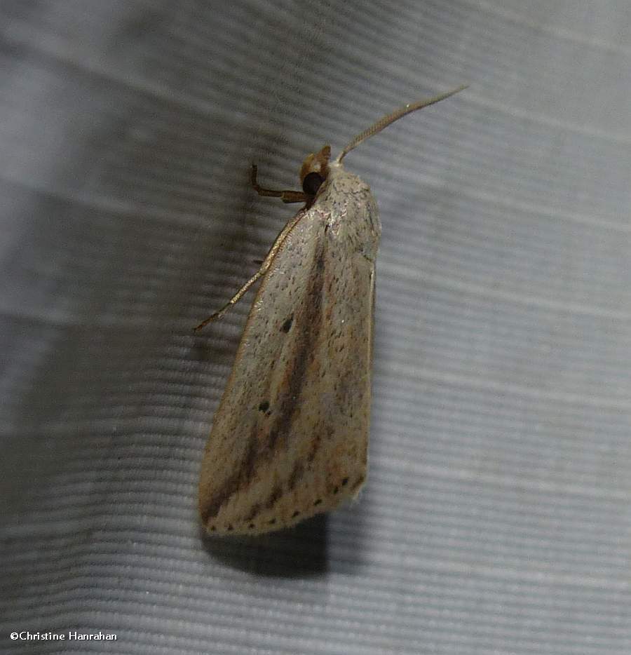 Feeble grass moth (<em>Amolita fessa</em>), #9818