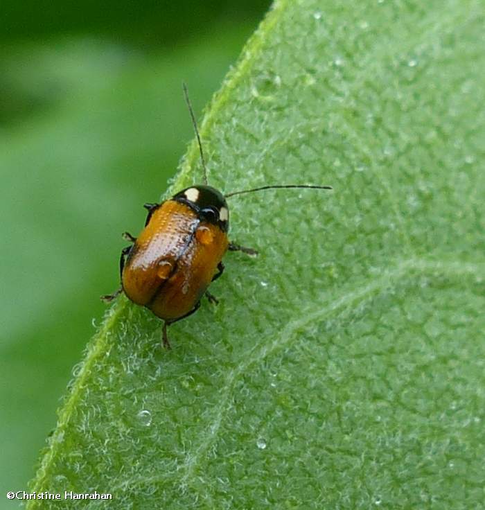 Case-bearing leaf beetle (Bassareus mammifer)