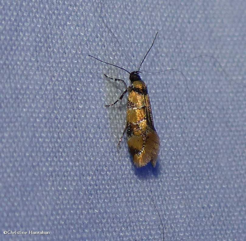 Reticulated decantha moth (<em>Decantha boreasella</em>), #1042