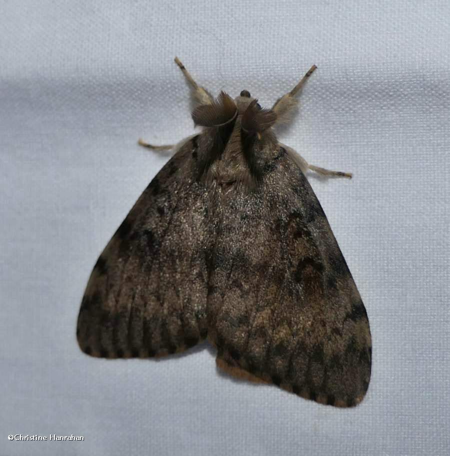 Gypsy moth   (<em>Lymantria dispar</em>), #8318