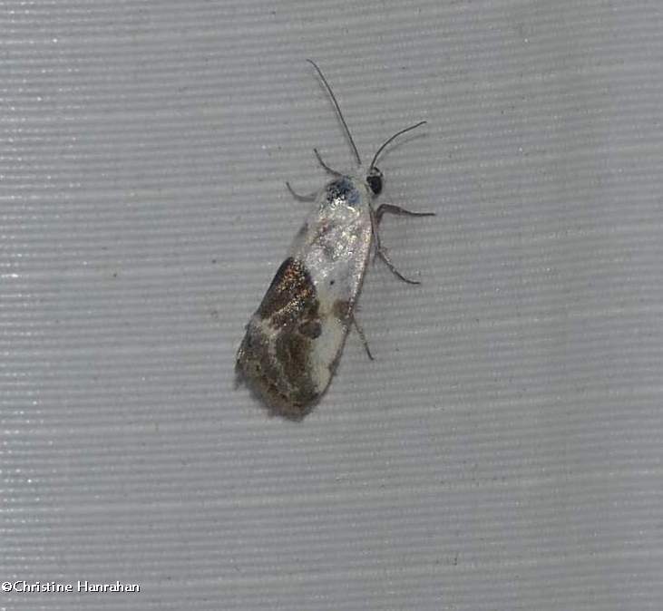Small bird dropping moth   (Ponometia erastrioides), #9095