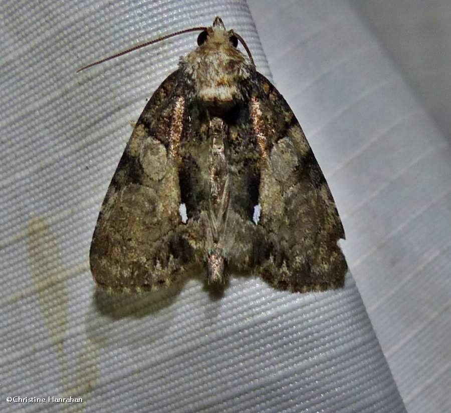 Cloaked marvel moth (<em>Chytonix palliatricula</em>), #9556