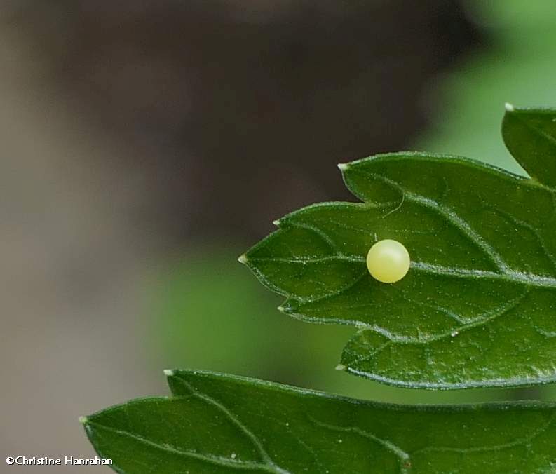 Black swallowtail butterfly egg  (Papilio polyxenes)