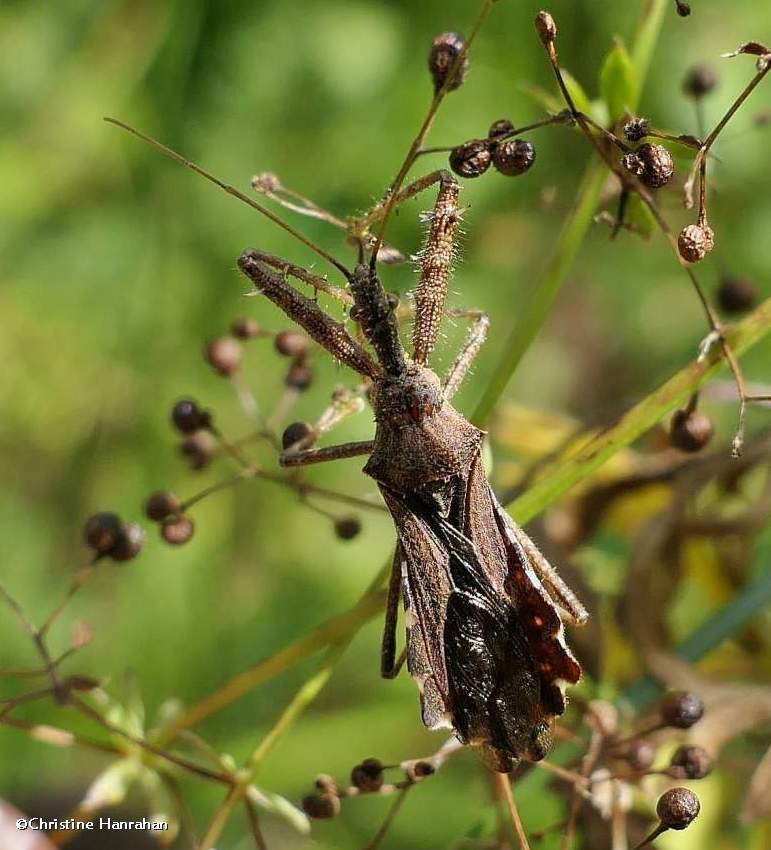Spined Assassin bug  (<em>Sinea diadema</em>)