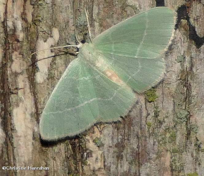 White-fringed emerald moth (Nemoria mimosaria), #7048