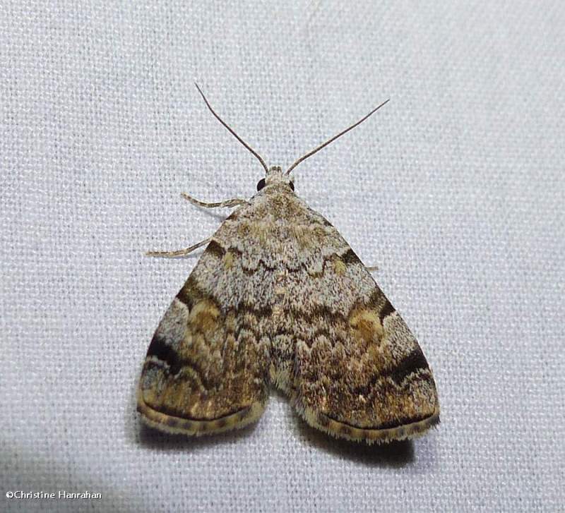 American idia moth  (Idia americalis), #8322