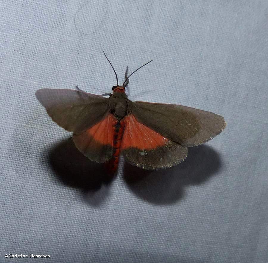 Joyful virbia moth  (<em>irbia laeta</em>), #8114