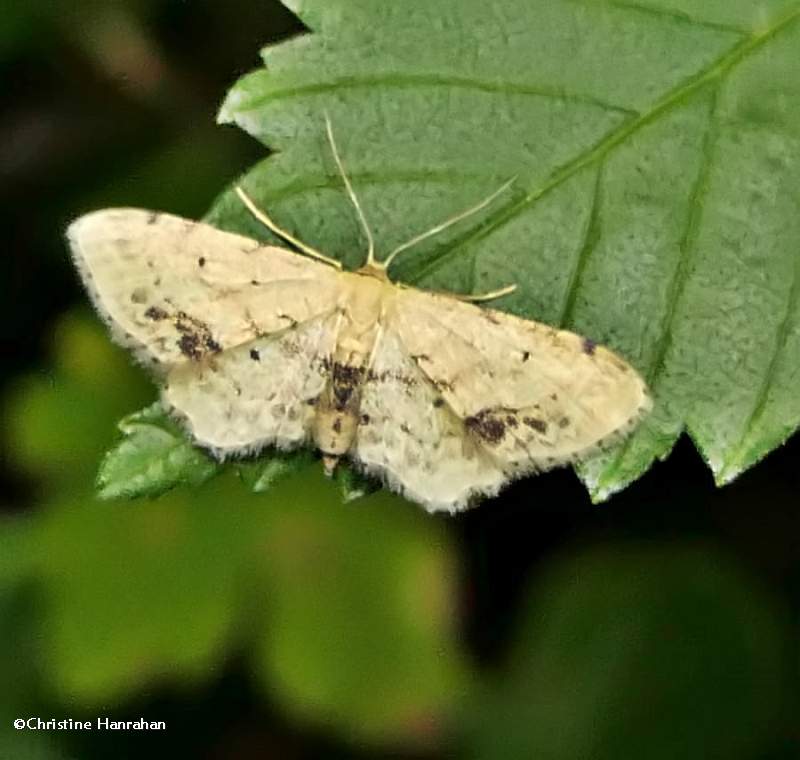 Single-dotted wave moth  (Idaea dimidiata), #7126