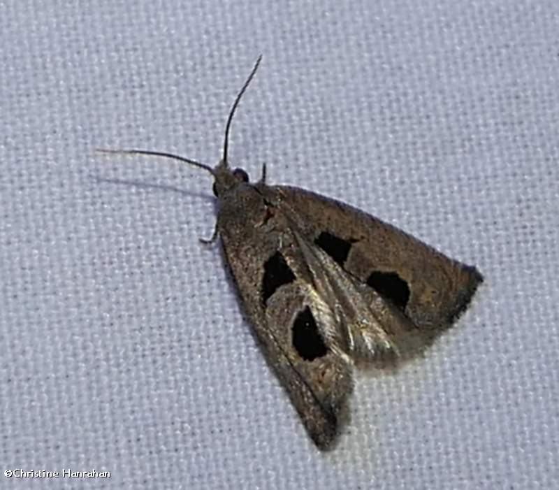 Aster-head phaneta moth   (Eucosma tomonana), #2936