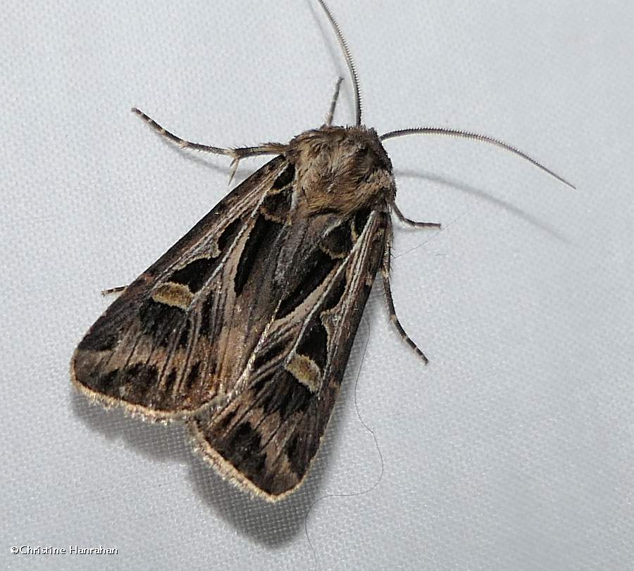Dingy cutworm moth (<em>Feltia jaculifera</em>), #10670
