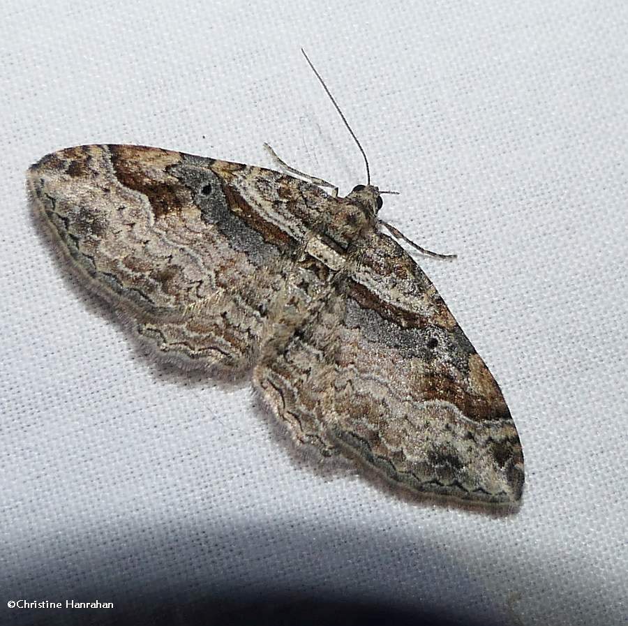 Bent-line carpet  moth (<em>Costaconvexa centrostrigaria</em>), #7416