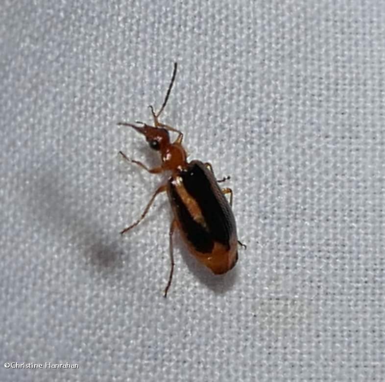 Ground beetle (Lebia)