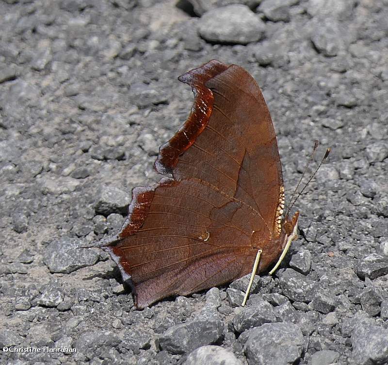 Question mark butterfly (Polygonia interrogationis)