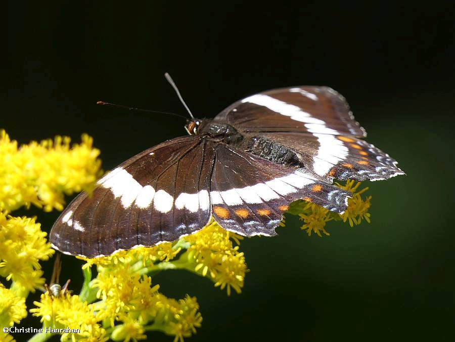 White admiral  (<em>Limenitis arthemis</em>)