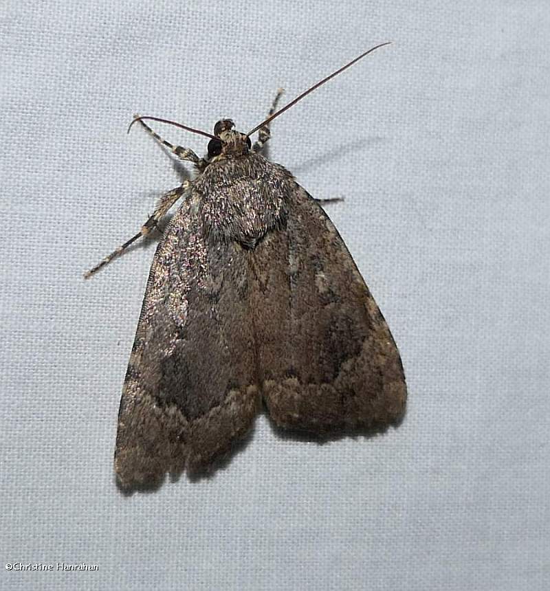 Copper underwing moth (<em>Amphipyra pyramidoides</em>), #9639