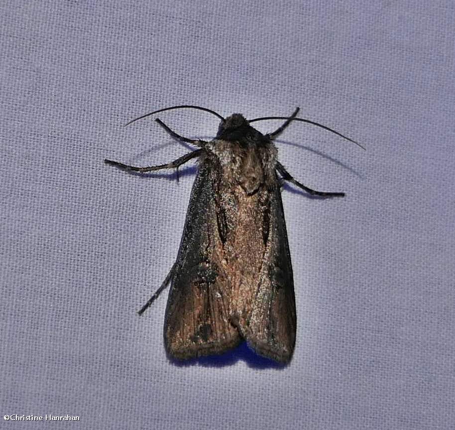 Venerable dart moth (<em>Agrotis venerabilis</em>), #10651