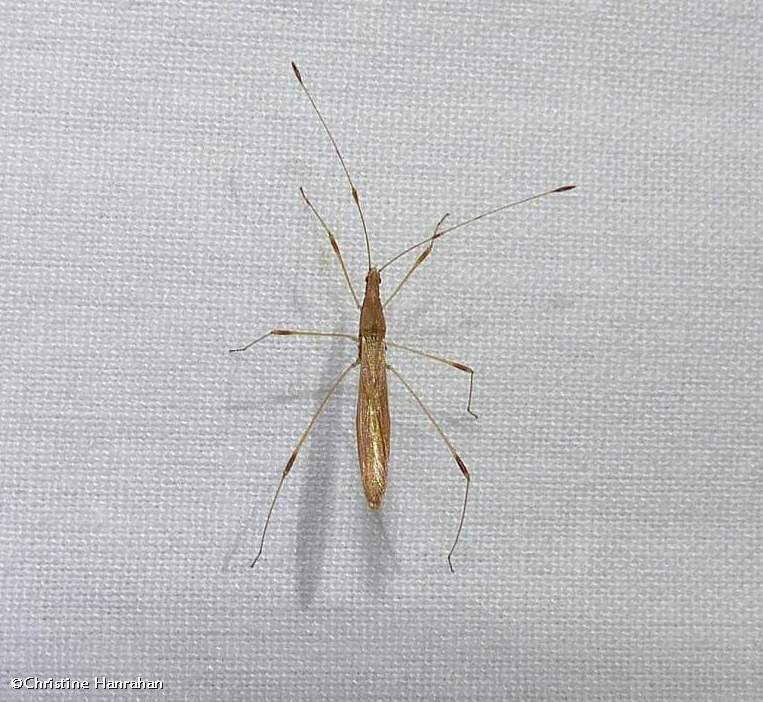 Stilt Bugs (Family: Berytidae)