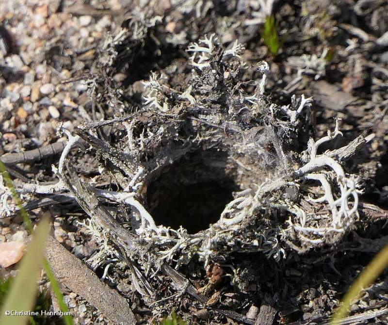 Wolf spider burrow  (Geolycosa)