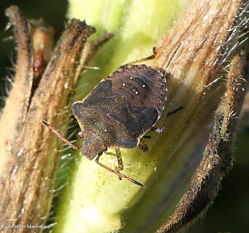 Stinkbug nymph  (Euschistus)