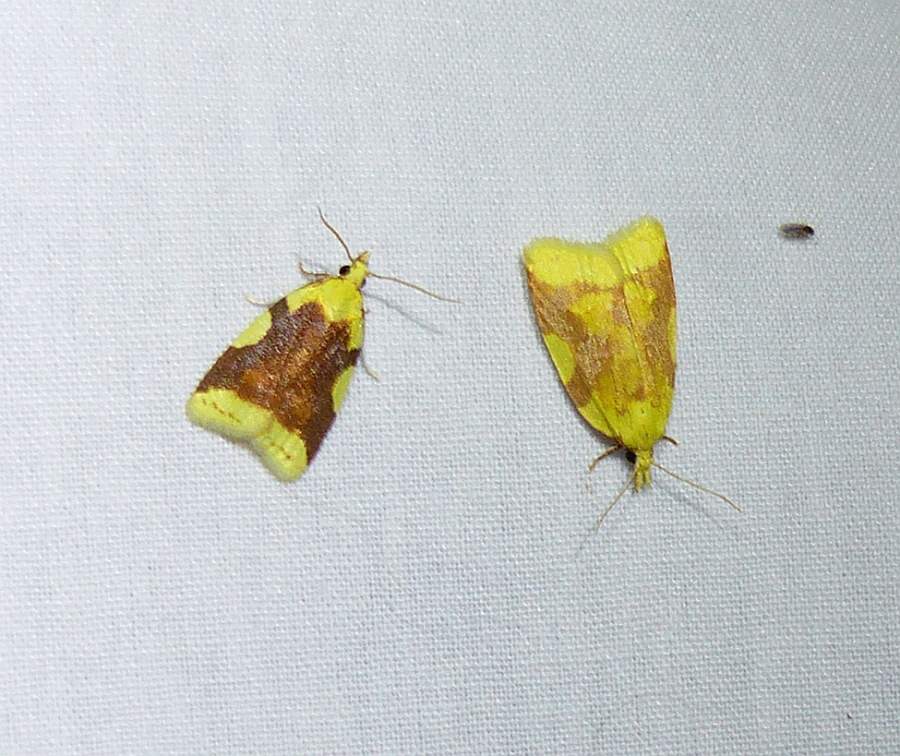 Aproned cenopis moths  (<em>Cenopis niveana</em>)), #3727