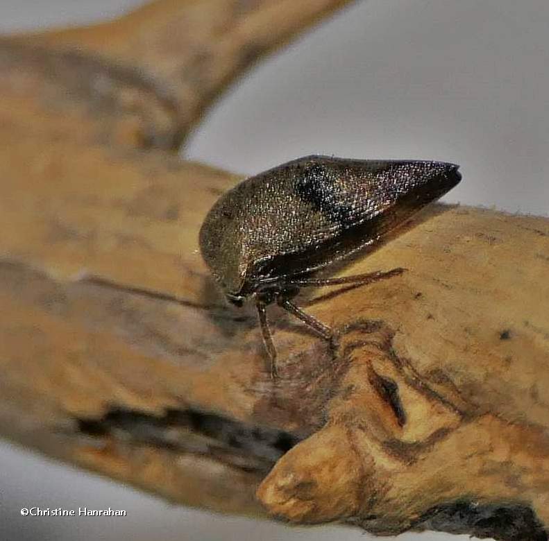 Treehopper (Carynota mera)