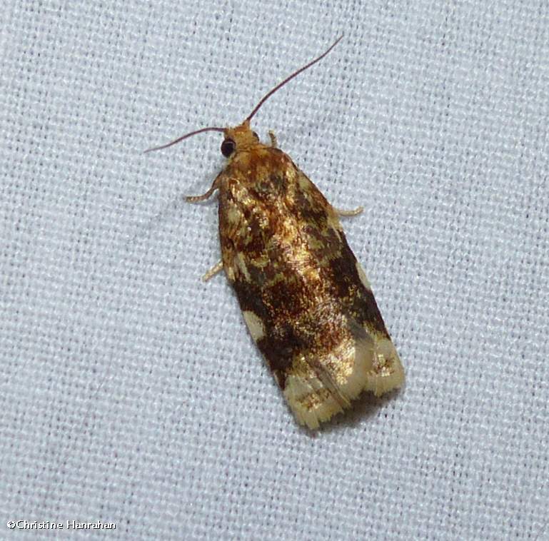 Fruit-tree leafroller moth (Archips argyrospila), #3648