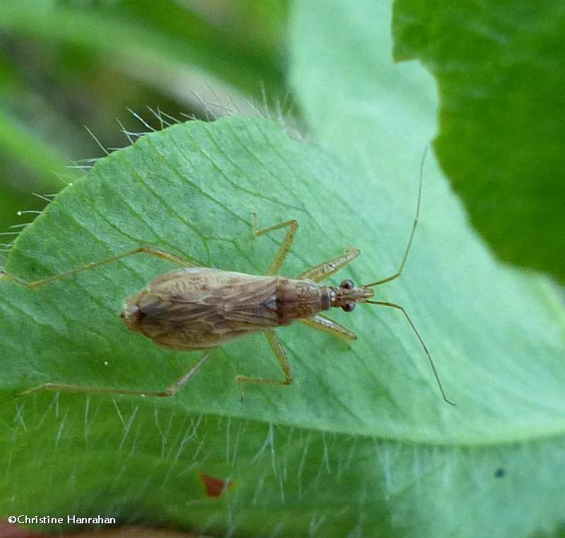 Damsel bug (Nabis rufusculus)