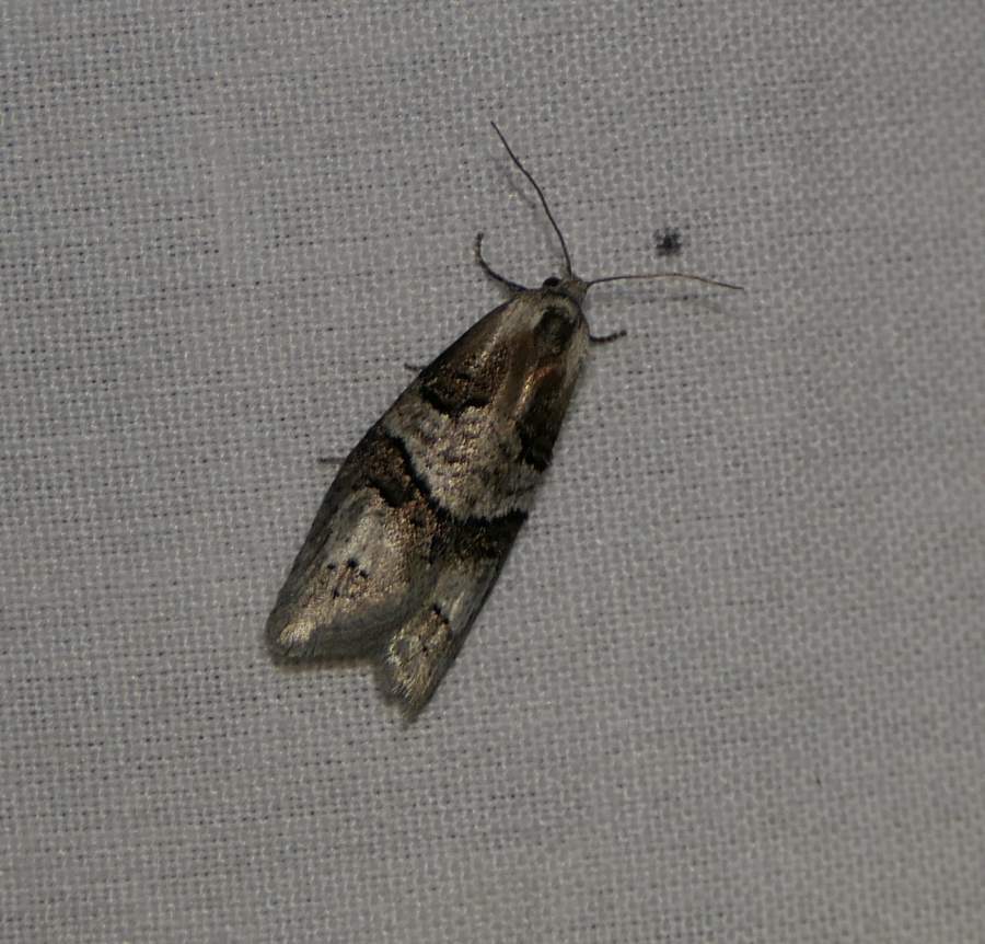 Tortricid moth (<em>Decodes macdunnoughi</em>), #3580.1