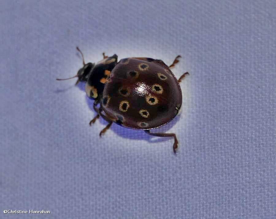 Eye-spotted lady beetle (<em>Anatis mali</em>)