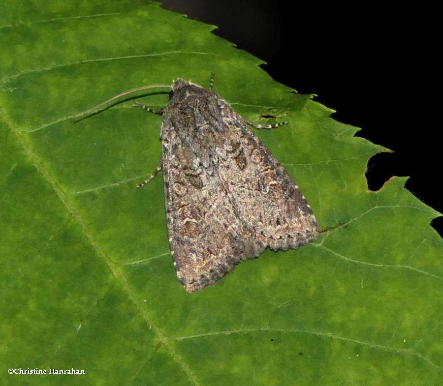 Glassy cutworm moth (<em>Apamea devastator</em>), #9382