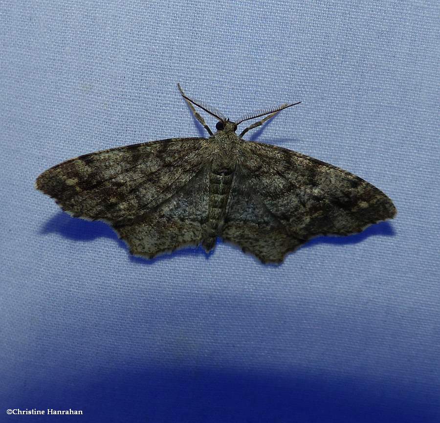 One-spotted variant moth (<em>Hypagyrtis unipunctata</em>), #6654