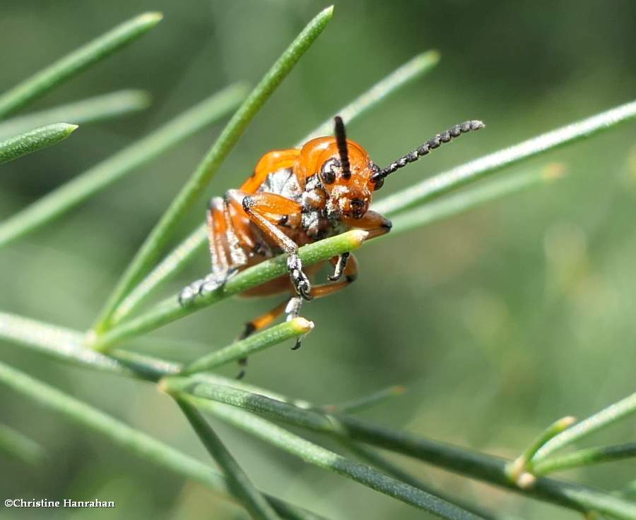 12-spotted asparagus beetle (<em>Crioceris duodecimpunctata</em>)