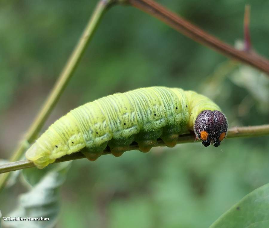 Silver-spotted skipper butterfly caterpillar (<em>Epargyreus clarus</em>)