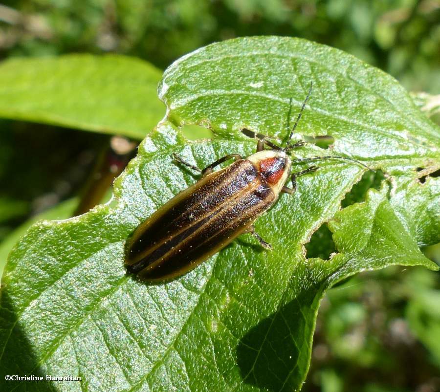 Firefly (<em>Photuris</em> sp.)