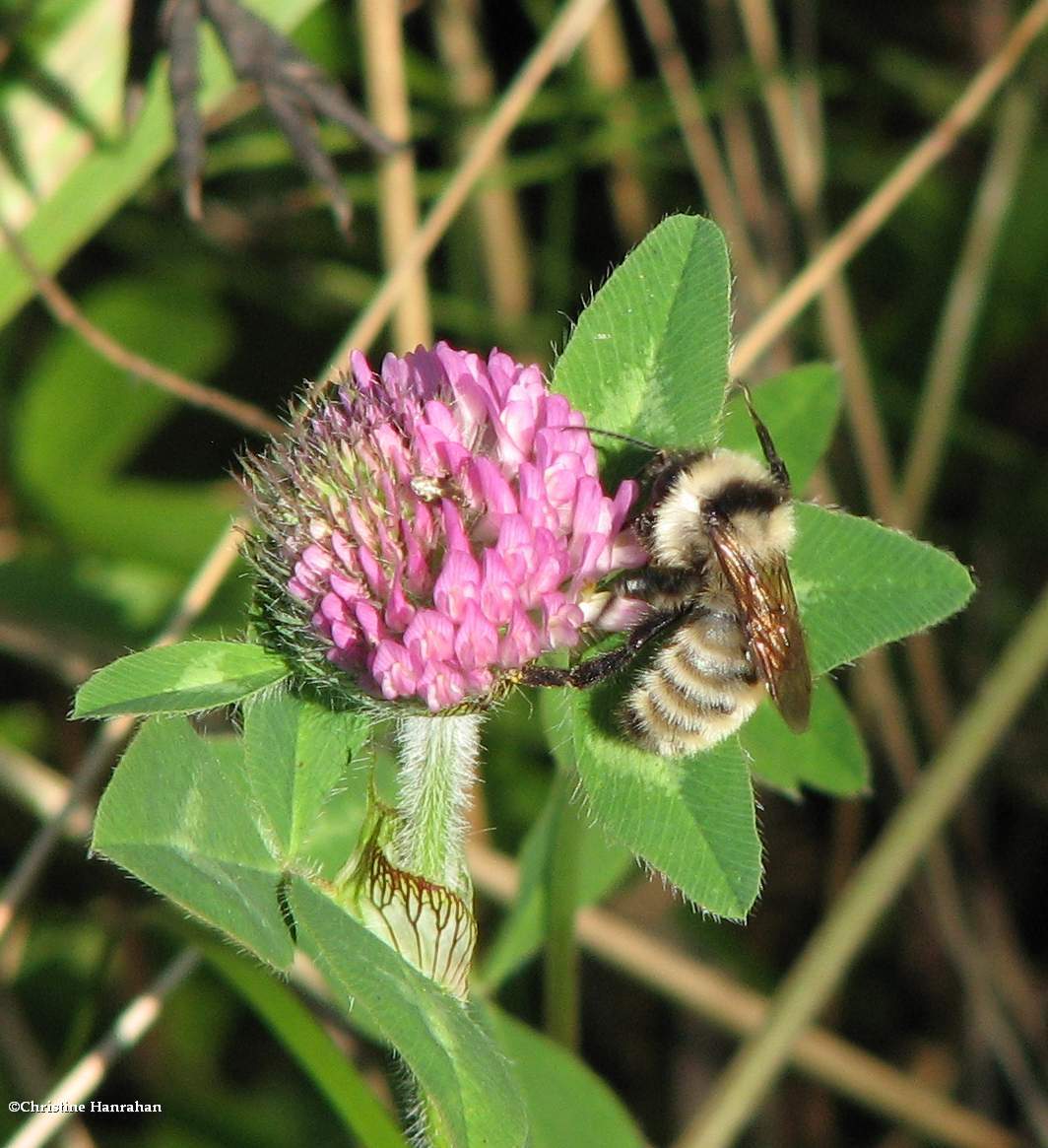 Golden northern bumble bee (<em>Bombus fervidus</em>)