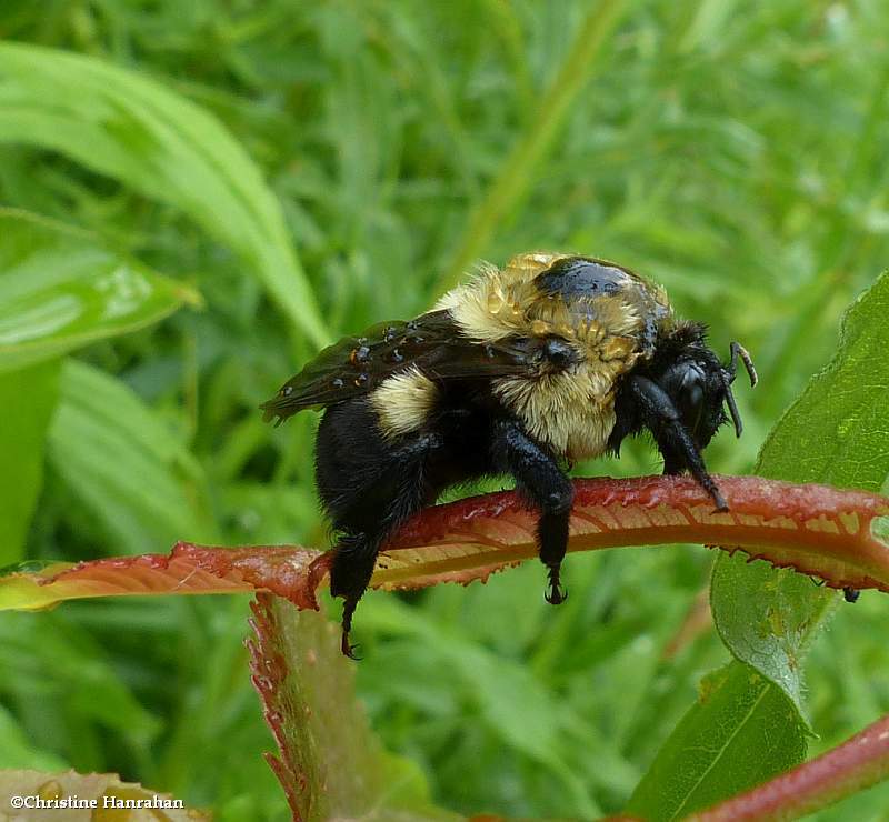 Bumble bee (Bombus griseocollis)