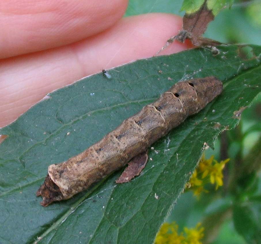 Rustic quaker moth caterpillar (<em>Orthodes majuscula</em>), #10585