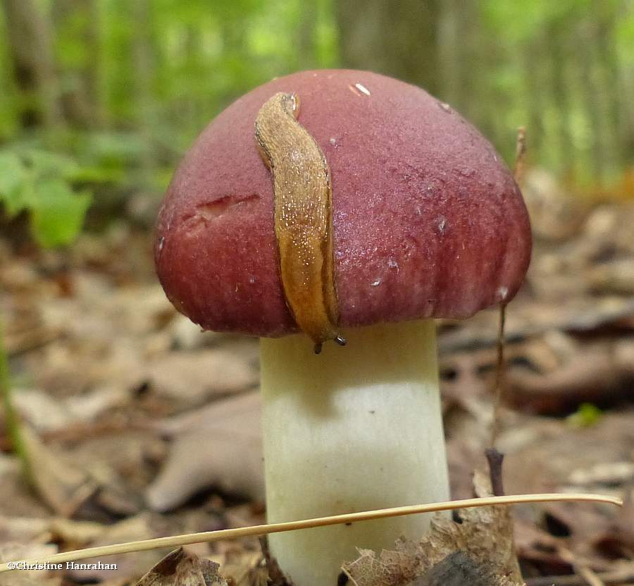 Slug (<em>Arion</em> sp.)